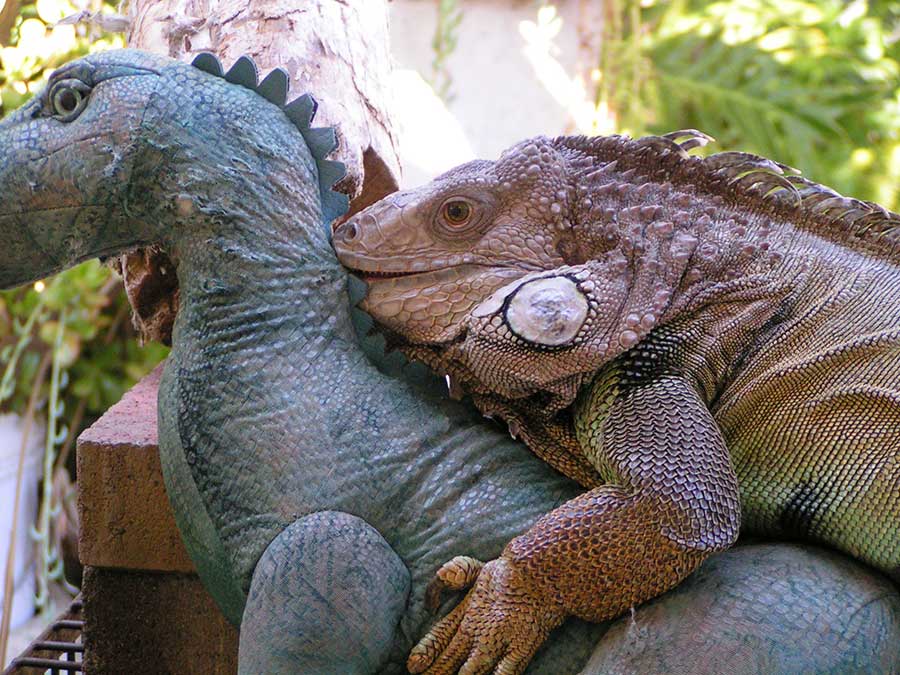 iguana mating